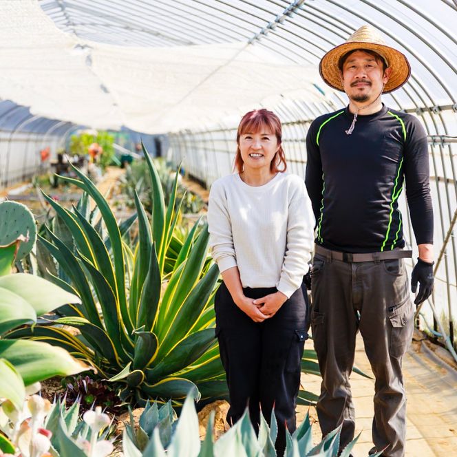 アガベ　パリー・トランカータ 6号鉢 鹿嶋市産 実生（KCP-29-b）
