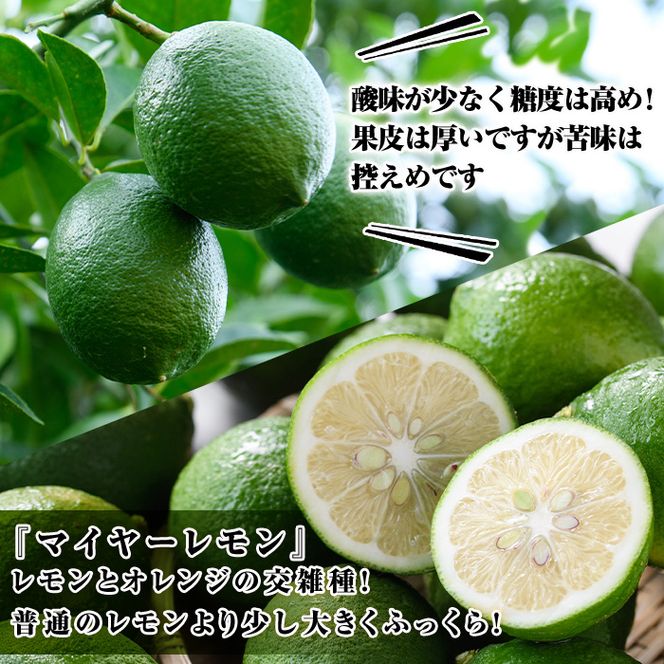 ＜先行予約受付中！2026年8月中旬以降順次発送予定＞数量限定！露地マイヤーグリーンレモン(5kg) 国産 檸檬 グリーンレモン 果実 果物 フルーツ 柑橘 デザート【桐野柑橘株式会社】akn070-17