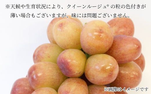 クイーンルージュ® 約1kg（約1～2房）《信州グルメ市場》■2025年発送■※9月上旬頃～10月中旬頃まで順次発送予定