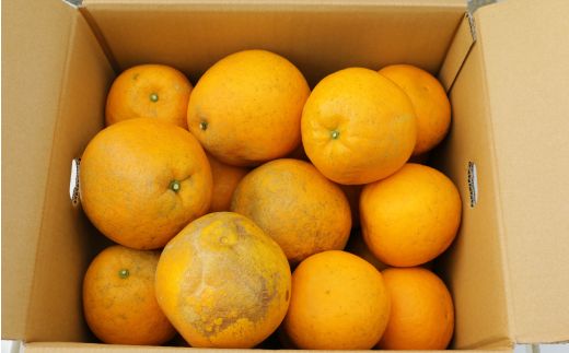 訳あり 紅 河内晩柑 大玉 （ 2L - 5L ） 10kg 7000円 みかん かわちばんかん 愛南ゴールド あいなん ゴールド 美生柑 文旦 グレープフルーツ 和製 幻 の 紅河内晩柑 紅晩柑 希少 家庭用 産地直送 国産 農家直送 糖度 果樹園 期間限定 数量限定 特産品 ゼリー ジュース 果汁 人気 限定 さわやか 甘い フルーツ 果物 柑橘 蜜柑 規格外 愛媛県 愛南町 あいなんマザーズ