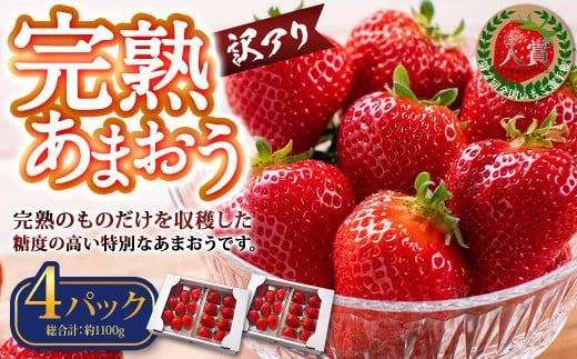 [訳あり]完熟あまおう 4パック 約275g×4パック 合計約1.1kg [2026年2月上旬〜3月上旬までに出荷予定]いちご 苺 イチゴ ベリー 果物 フルーツ お取り寄せ デザート おやつ