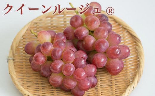 ［3回定期便］ 高級ぶどう食べ比べ定期便 約1kg × 3回 合計約3kg ［小布施屋］ フルーツ 果物 くだもの ぶどう 葡萄 ブドウ クール便 冷蔵 お楽しみ ナガノパープル クイーンルージュ_ シャインマスカット 令和8年産 【2026年9月上旬～11月上旬発送】