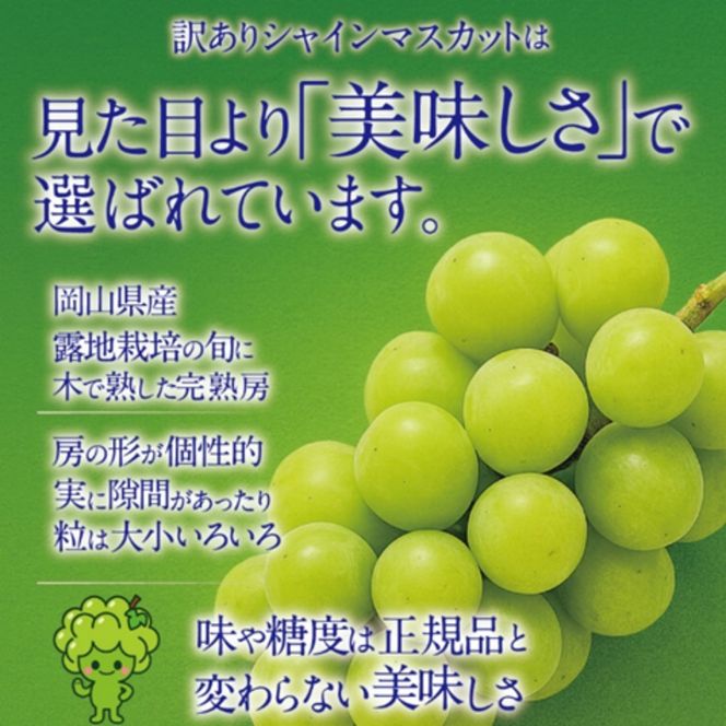 【先行予約】【訳あり】木熟ぶどう ハレノシャイン シャインマスカット 2房 約1.2㎏ 10月～11月発送 | 岡山県産 皮ごと食べる みずみずしい 甘い フレッシュ 晴れの国 おかやま 家庭用 訳あり 訳アリ ハレノフルーツ