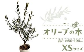 オリーブの木　XSサイズ　高さ80～100cm 372013_KB004