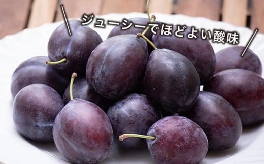 長野県産 旬のプルーン 約2kg ［小布施屋］ 生プルーン 果物 フルーツ 令和7年産 【2025年8月上旬～9月発送】 ［A-219］