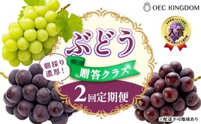 ぶどう 2026年 先行予約 贈答クラス 2回 定期便 ピオーネ オーロラブラック シャインマスカット ブドウ 葡萄 岡山県産 国産 フルーツ 果物 ギフト OEC KINGDOM ぶどう家 果物類