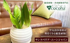 マイナスイオン発生植物！シルバーリーフ 『サンスベリア・ムーンシャイン』 ボーダーボールポット付 糸島市 / cocoha 観葉植物 グリーン 緑 インテリア[AWB045]