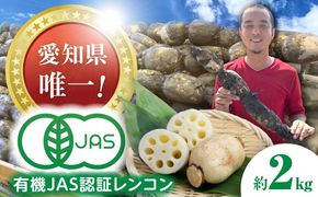 【先行予約】有機JAS認証　土付きレンコン　2kg れんこん 有機栽培　産地直送 野菜　愛西市/株式会社山三レンコン[AEBK003]