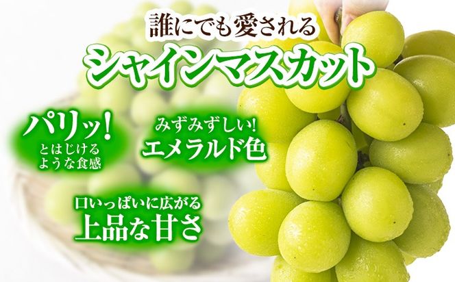 【2026年発送先行予約】 シャインマスカット 岡山 約650g 1房 厳選 旬 ぶどう ブドウ 葡萄 マスカット 果物 フルーツ ギフト 岡山県 笠岡市 訳あり クール便 爽やか 贅沢《2026年9月上旬～11月中旬頃出荷》---kasaoka_zsy_220_650---