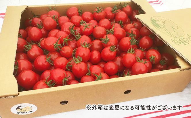 【2026年発送】ミニトマト ほれまる 3kg［松鶴ファーム］野菜ソムリエサミット金賞 トマト ミニトマト プチトマト 野菜 やさい 新鮮 とれたて 甘い 北海道 南富良野
