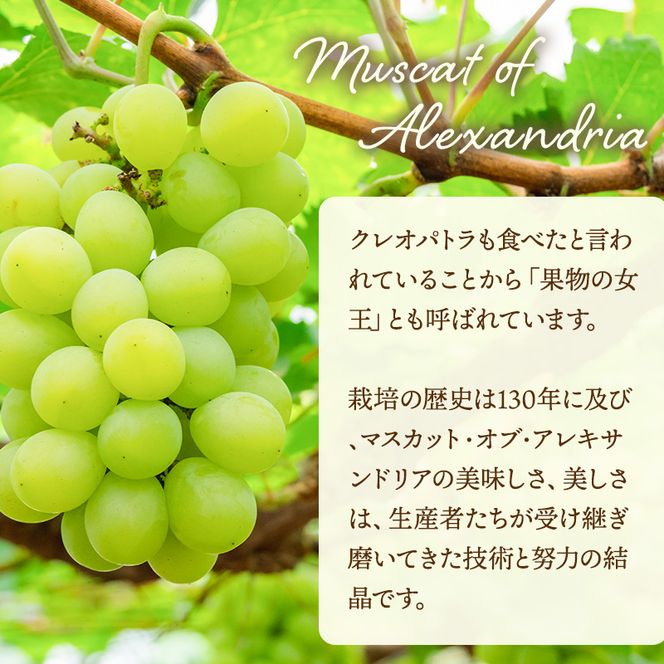 ぶどう 2026年 先行予約 マスカット ・オブ・アレキサンドリア 約600g×1房 ブドウ 葡萄  岡山県産 国産 フルーツ 果物 ギフト 岡山のブドウ デザート 食べ物 日本産 