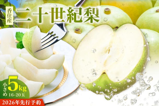 2026年産 先行予約【梨 20世紀梨 香住梨 5kg 小さめ（1玉250g～300gを16～20玉）】【令和8年8月下旬以降発送予定】二十世紀梨  小玉 シャキシャキ 甘味 瑞々しさ 香住梨 フルーツ フルーツ先行予約 果物 贈答品 ギフト なし ナシ 和梨 青梨 大人気 おすすめ ランキング 兵庫県 香美町 香住 JAたじま 16000円 12-09