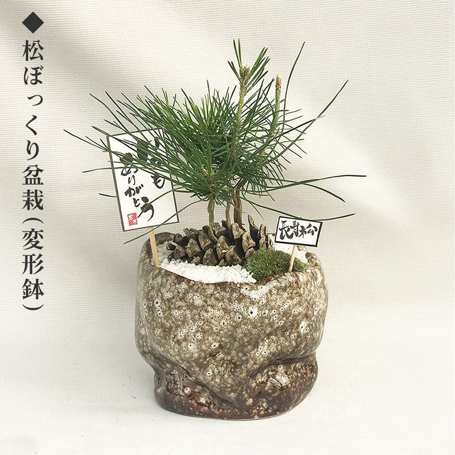 ミニ松 盆栽 | 盆栽 松 観葉植物 インテリア 癒し プレゼント ギフト 敬老の日 誕生日 お祝い 送料無料 岐阜 瑞穂市 はなのかファーム ※2026年6月～発送