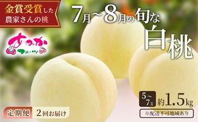 桃 定期便 2027年 先行予約 7月～8月 の旬な 白桃 定期便！約1.5kg 5～7玉 2回お届け！ もも モモ 岡山県 赤磐市産 国産 フルーツ 果物 ギフト あみかフルーツ 柔らかい ジューシー 