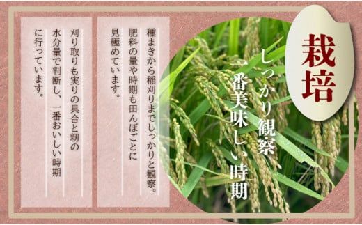 《選べる容量》特選米100%!令和7年産さがびより(精白米) 10kg