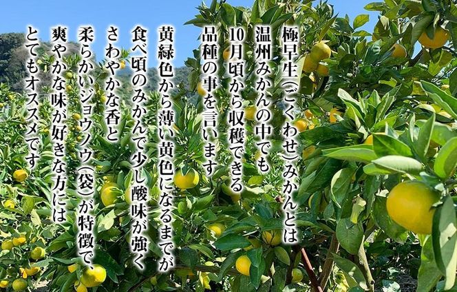 みかん 極早生 箱込 7.5kg (内容量約 6.8kg)  S/M/Lサイズのいずれか 秀品 優品 混合 有田みかん 和歌山県産 【みかんの会】［2026年10月上旬頃より順次発送予定］ 	AX370