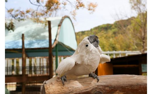 白鳥動物園（一家族5名様まで）チケット 入場券 優待券 