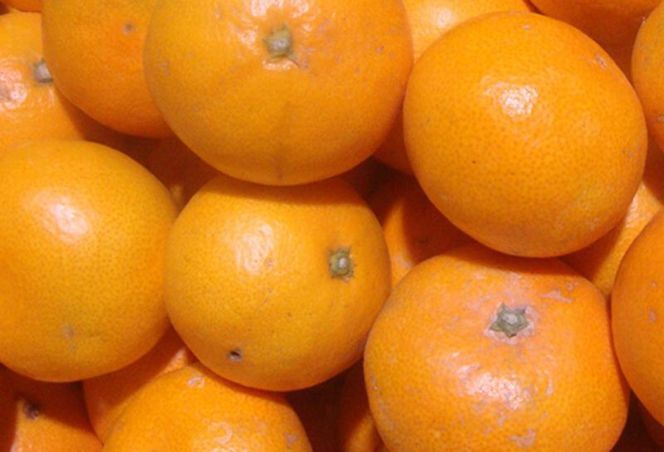 【訳あり】農家直送 有田みかん 約7.5kg ご家庭用 サイズ混合 ※2026年11月～2027年1月に順次発送予定 （お届け日指定不可）※北海道・沖縄・離島への配送不可 訳ありみかん みかん ミカン 蜜柑 柑橘 フルーツ 果物 くだもの 温州みかんサイズ混合 訳ありみかん 温州みかん 有機質肥料100% ふるさと納税 柑橘 有田 産地直送【nuk157F】