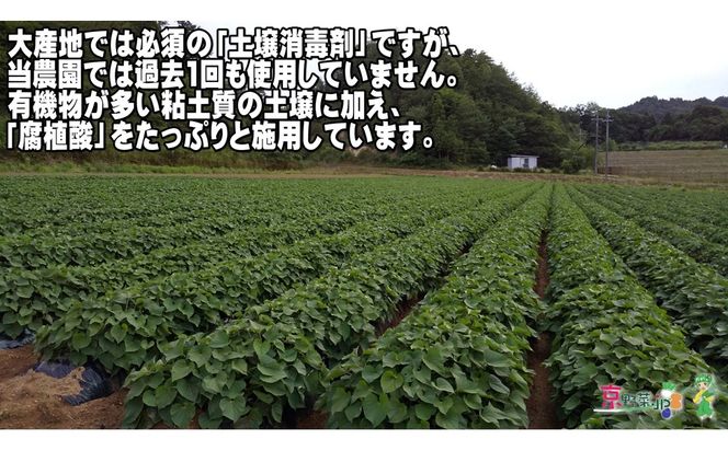 小さい紅はるか（京都産） 5kg　DJ00012