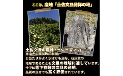 【先行予約】【果樹園直送】土佐文旦 特選品贈答用 約5kg 3L～4Lサイズ 7～8個入り 〈2027年2月中旬～3月下旬頃発送〉大玉 ぶんたん ブンタン フルーツ 柑橘 みかん 果物 くだもの 柑橘類 デザート 【白木果樹園】 [BQAI001]