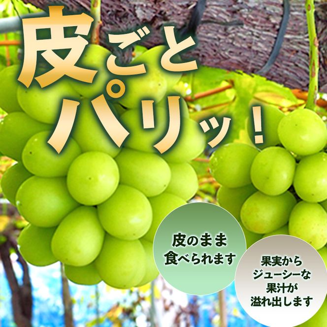 シャインマスカット 先行予約 約2kg 3～4房 果物 フルーツ ぶどう 大粒 甘い 完熟