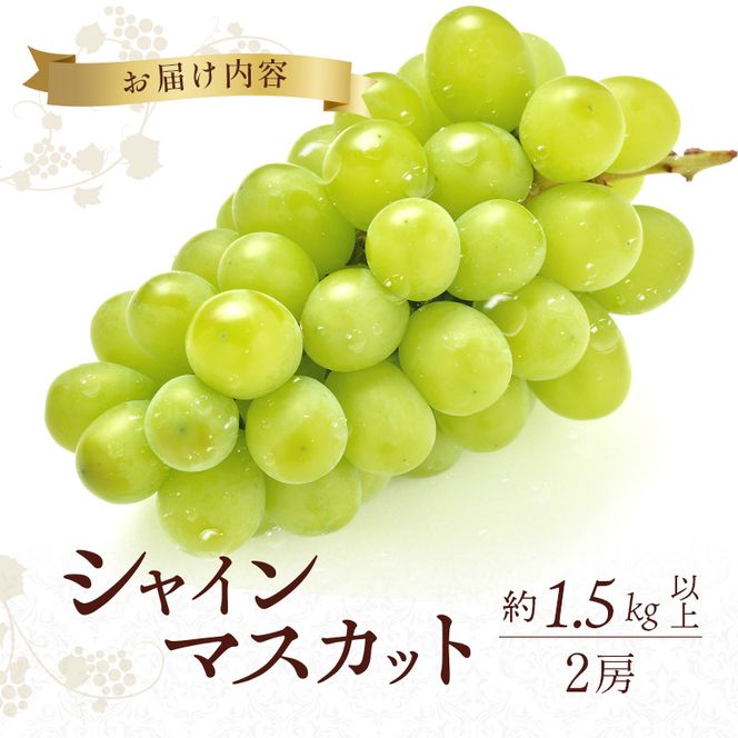 シャインマスカット 約1.5kg以上（2房）朝採れ ぶどう セット 詰め合わせ 産地直送 フルーツ 兵庫県 加西市