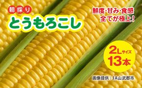 【先行予約】【6月下旬～8月中旬発送】 鮮度・甘み・食感 全てが極上! 農業歴30年以上の農家のこだわりが詰まった 朝採り とうもろこし 2L 13本 約5kg  SMCF001