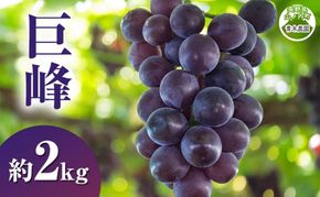 【2026年9月発送】巨峰約2kg ぶどう 長野県産