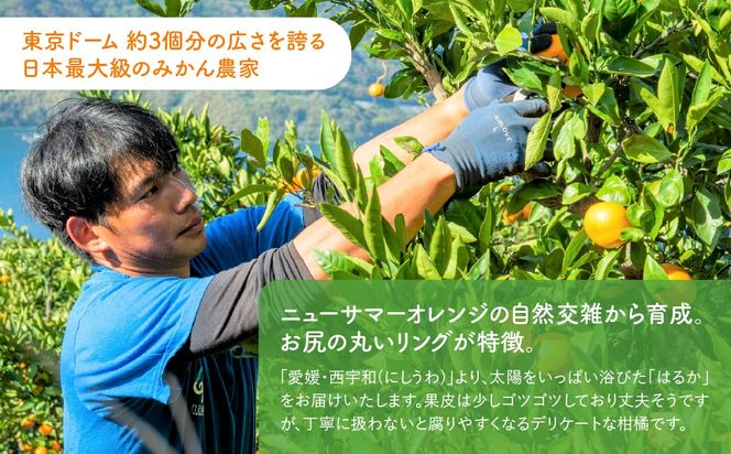 【先行予約】はるか5kg（2027年1月下旬より順次発送） IKTF036