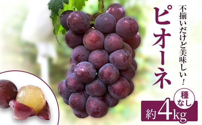 訳あり 辻葡萄園 の ニュー ピオーネ ご家庭用 満杯詰め 約4kg 岡山県産 ぶどう 葡萄 果物 フルーツ 2026年 先行予約 果物類 