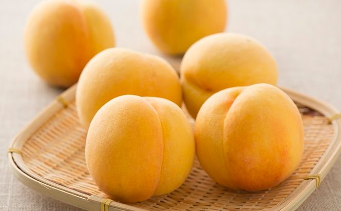 桃 2026年 先行予約 黄金桃 等級 エース 約1.5kg 5～7玉入り もも モモ 岡山 国産 フルーツ 果物 桃茂実苑 果肉 