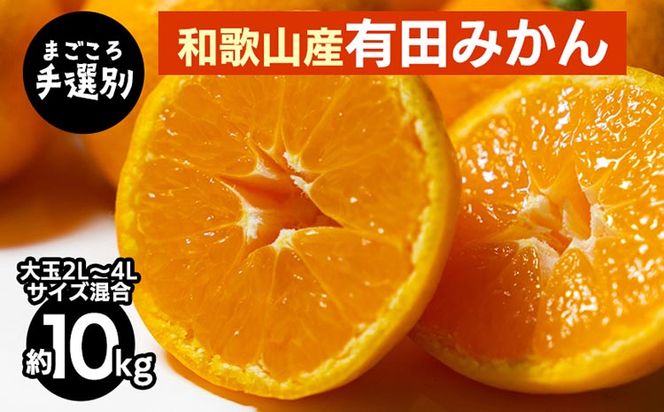 【先行予約】 有田みかん 10kg 大玉  2L～4L サイズ混合 和歌山県産