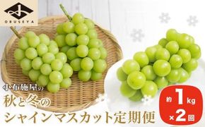 秋と冬のシャインマスカット2回定期便 約1kg × 2回 合計 約2kg ［小布施屋］ フルーツ ぶどう 果物 くだもの 葡萄 ブドウ 長野県産 信州産 クール便 冷蔵便 数量限定 先行予約 送料無料 令和8年産 【2026年10月～12月発送】