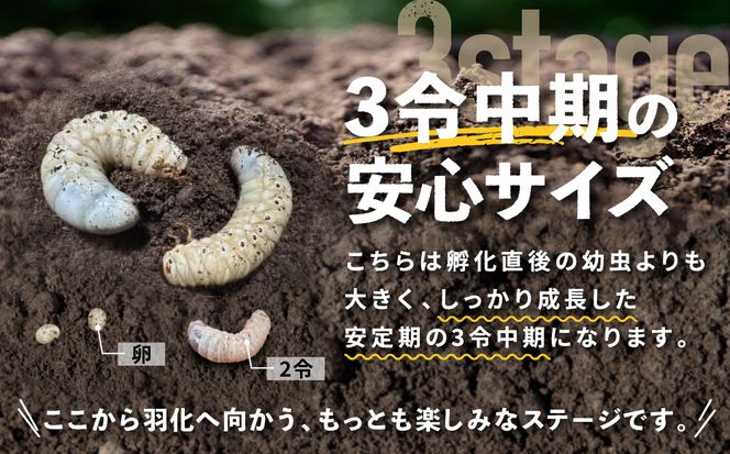 【先行予約】ヘラクレスオオカブト3令幼虫ペア ※育て方の説明書付き※配送不可地域あり【2026年6月から順次発送】 304018_CW003
