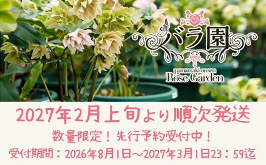 花巻温泉バラ園で育ったクリスマスローズ苗　<2027年2月上旬より順次発送> 【1616】