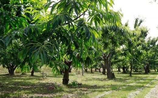 小布施栗（無燻蒸生栗） 約1kg 約2kg 選べる内容量 ［小布施屋］ 果物 フルーツ 生栗 くり 日本三大栗 令和7年産【2025年9月中旬～10月下旬発送】