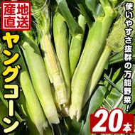 ＜先行予約受付中！2026年5月上旬以降順次発送予定＞ ヤングコーン (20本) 国産 野菜 ヤングコーン 鹿児島県産 阿久根市産 天ぷら フライ 中華炒め 肉巻き 【うとさんち】akn067-17