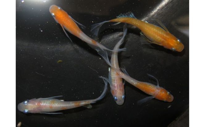 メダカ 松井ヒレ長リンカ紅白 めだか 魚 観賞魚 観賞用 飼育 ペット 淡水 生体 生物 西正ナチュラルライフ 嵐山町 埼玉県