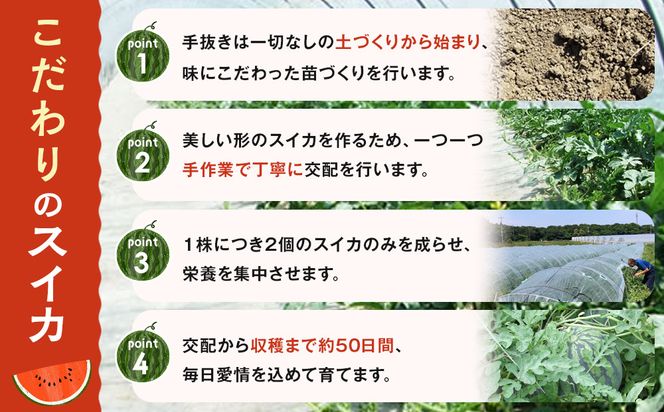 1118.旬の味覚を2度楽しめる、特別な鳥取スイカセット（こちらの返礼品は、大栄西瓜ではありません） 313726_CK004