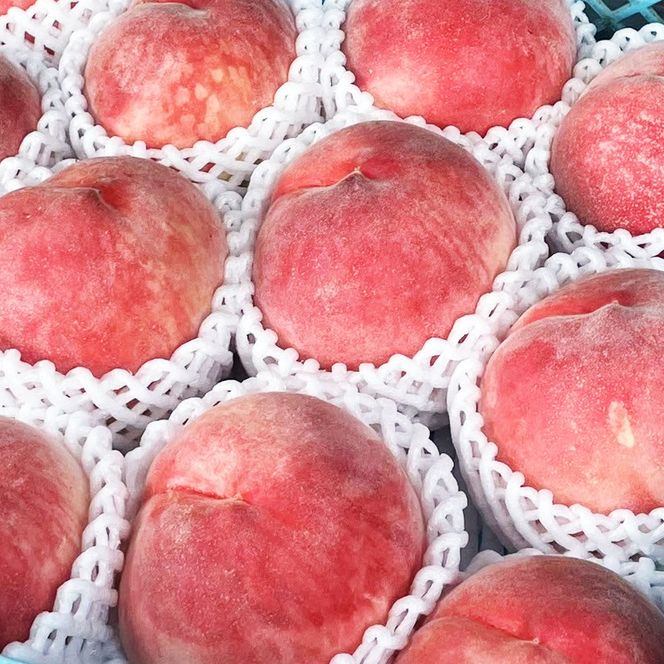 【2026年発送★先行予約】笛吹市産白桃　1箱2kg程度 229-006-26y