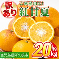 訳あり！鹿児島県産まかない紅甘夏(約20kg) 国産 鹿児島産 柑橘 訳アリ 果物 フルーツ 旬 常温保存 紅甘夏 ベニアマナツ 数量限定 期間限定 規格外 デザート 阿久根市産【三笠農業生産】akn051-05