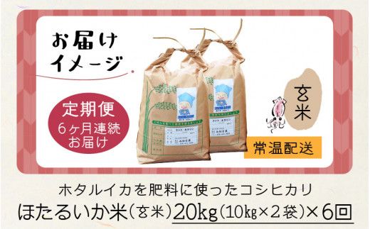 ほたるいか米（玄米20kg）×6回 計120kg【6ヶ月定期便】