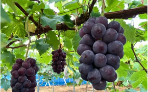 【2026年先行予約】【ご贈答用】岡山の『ニューピオーネ』 3房～４房入り （2kg前後 化粧箱入） Lino＆Kai Farm / 朝採れ ぶどう 岡山 真庭市 ピオーネ 高級 ギフト 大粒 果物 贈答 人気 産地直送 国産 数量限定 種なし 【linokai006-02】