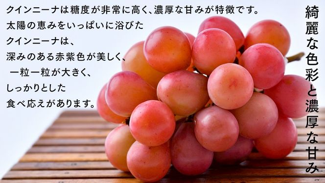 クインニーナ 5kg （8～12房）【2026年9月より発送開始】（茨城県共通返礼品 [ぶどう]：結城市産） 葡萄 赤ぶどう 旬 お取り寄せ フルーツ 甘い 希少品種 デザート