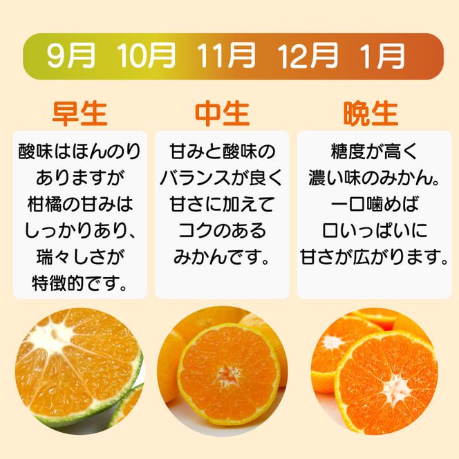 【先行予約】訳あり 愛媛みかん 小粒っ子 約5kg 人気 みかん 冬 秋 旬 厳選 光センサー選果 柑橘 かんきつ 果物 くだもの 国産 こくさん フルーツ スイーツ デザート ご褒美 みかん 蜜柑 大小 サイズ ミックス 不揃い 傷 温州 温州みかん 美味しい 農家直送 地場産品 こだわり みかん職人武田屋 愛媛県 愛南町