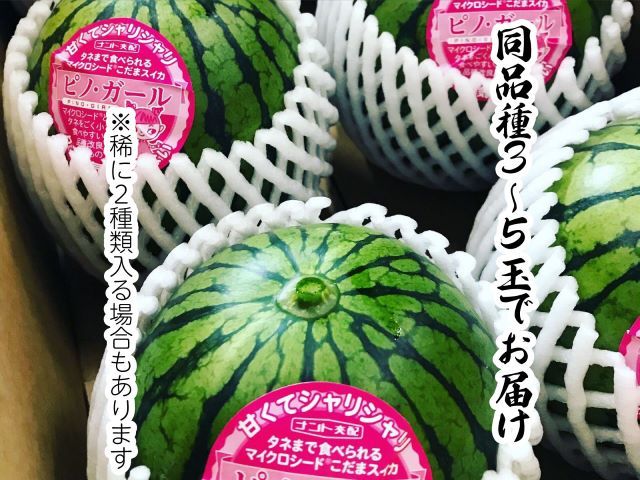 先行予約 訳あり 工藤さんが作ったスイカ 3～5玉 品種おまかせ スイカ すいか 果物 くだもの フルーツ 旬の果物 旬のフルーツ 季節のフルーツ デザート 訳アリ 青森 青森県 鰺ヶ沢町
