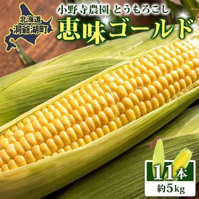 北海道 とうもろこし 恵味ゴールド 約5kg 11本入り 2027年8月11日～31日頃お届け トウモロコシ コーン 甘い 産地直送 BBQ とうきび 国産 人気 バーベキュー 焼きとうもろこし お取り寄せ 北海道産 洞爺湖町 
