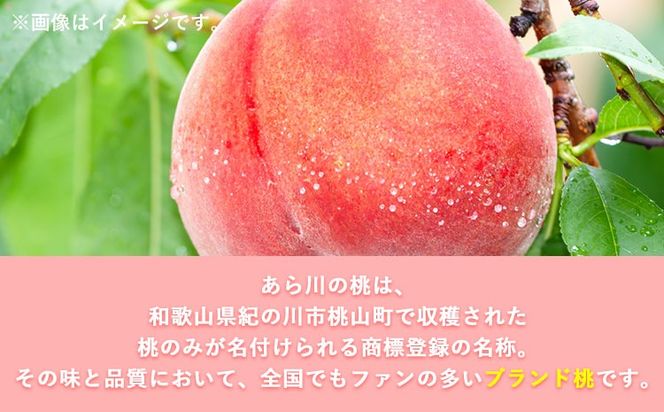 【先行予約】和歌山県産 あら川の桃 秀品 約1.5kg (5玉～6玉) 前商店《6月中旬-8月末頃出荷》和歌山県 紀の川市 もも モモ 果物 フルーツ---wsk_cmes5_6m8j_24_13000_6t---