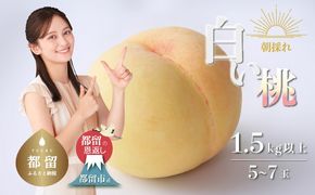 【2026年先行予約】山梨県都留市産　朝採れ「白い桃」 1.5kg以上 (５～７玉）