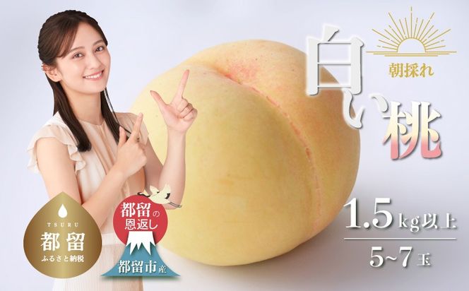 【2026年先行予約】山梨県都留市産　朝採れ「白い桃」 1.5kg以上 (５～７玉）